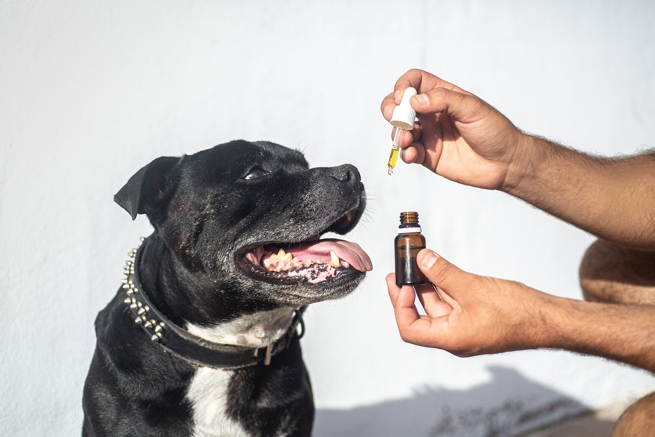 How Veterinarian-Formulated CBD Oil Supports Wellness in Dogs in 2026