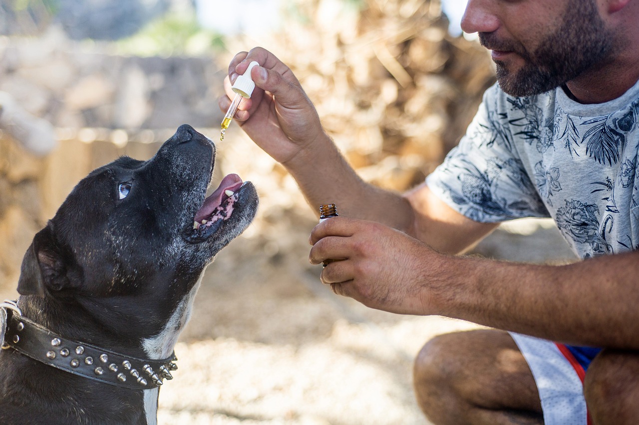 Understanding CBD Oil for Pets: Essential Information for Pet Owners in 2025