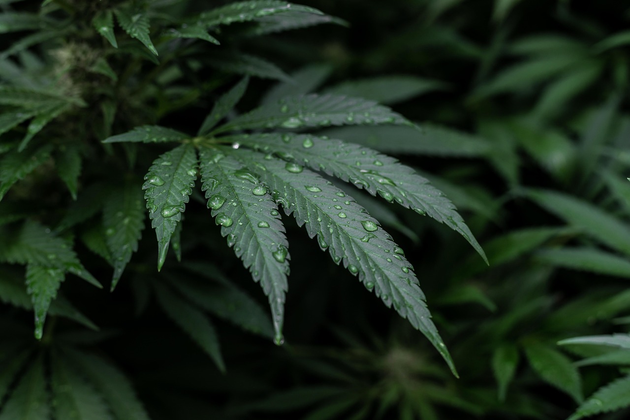 CBD Products for Cats: Supporting Natural Feline Wellness in 2026