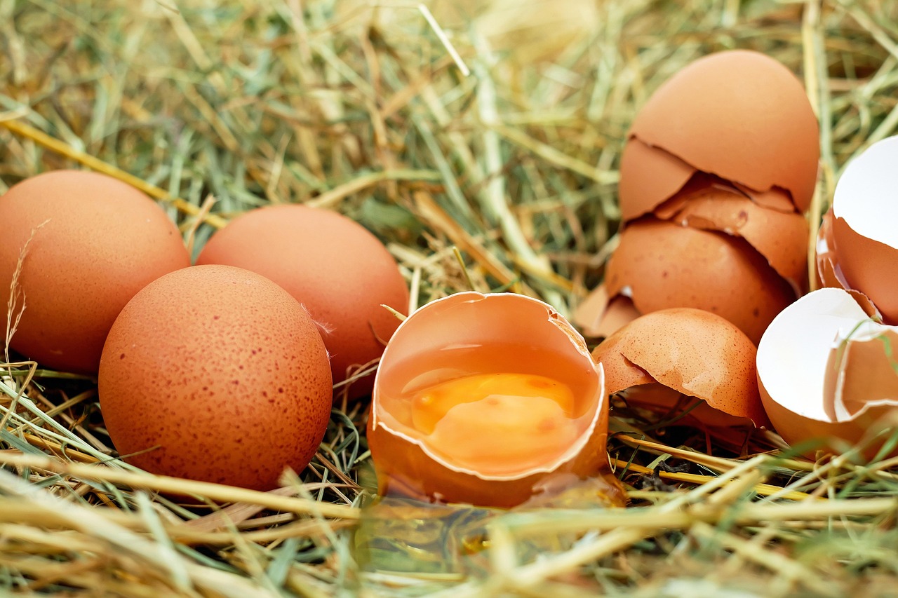 Egg Donor Program San Diego: Your Comprehensive Guide