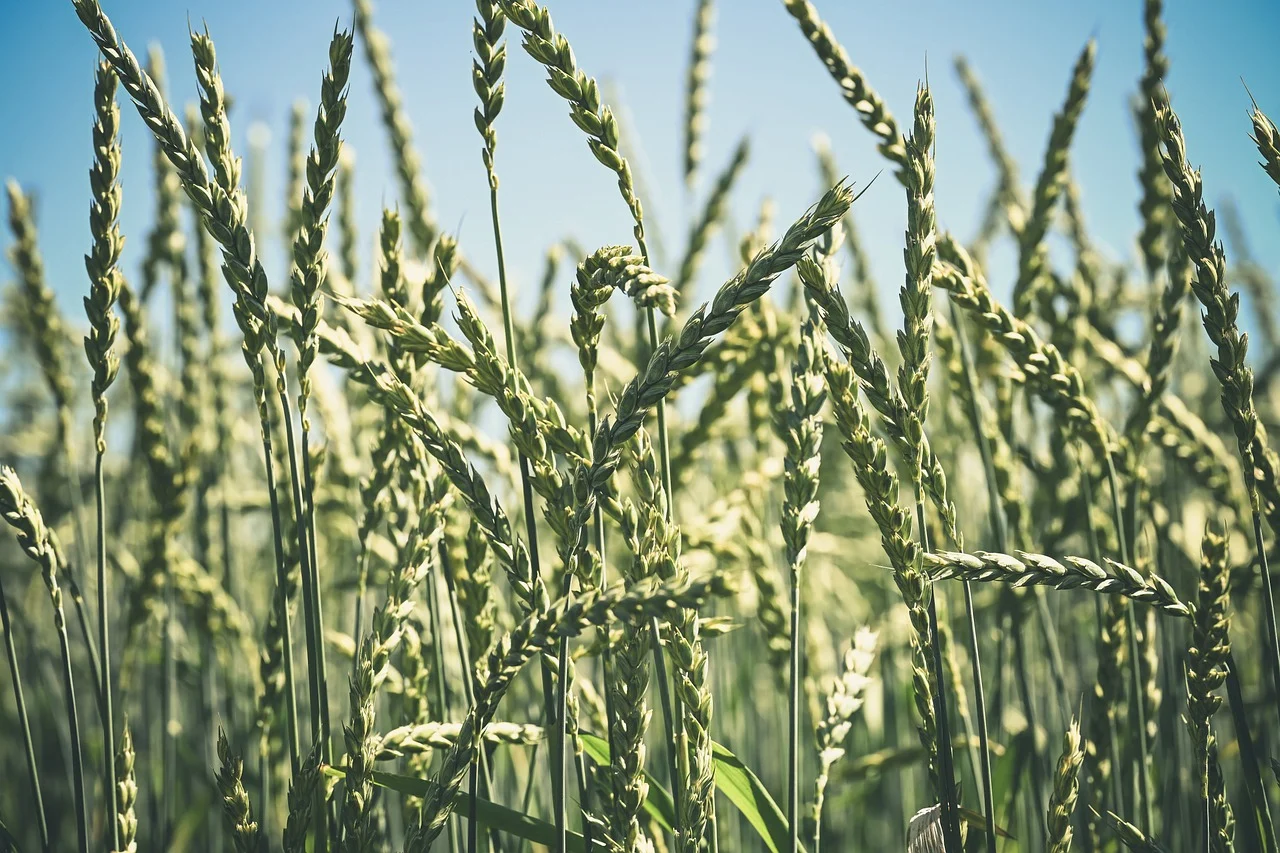 Your Ultimate Guide to Spirulina Farming Solution for Success