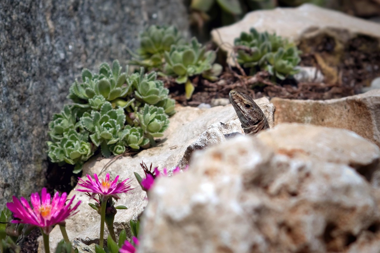 Rock Garden Contractors Seattle 2026: Hire New Life Rockeries for Stunning Results